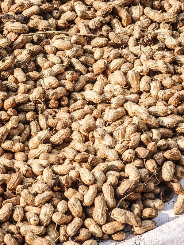 Peanuts Drying under the  sun