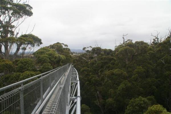 Treetop walk in the valley of the giants.