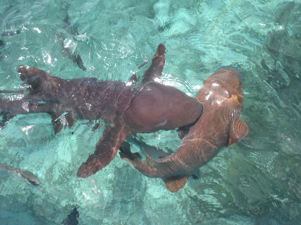 Snorkelling with nurse sharks