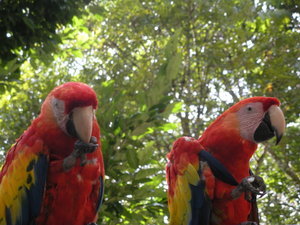 Macaws at Cópan