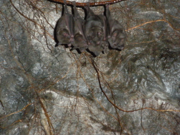 Bat cave at volcan masaya