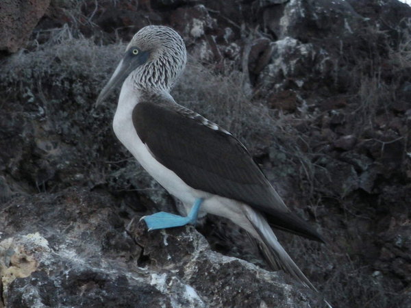 Blue-footed Booby!