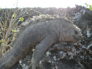 A Chubby marine iguana!