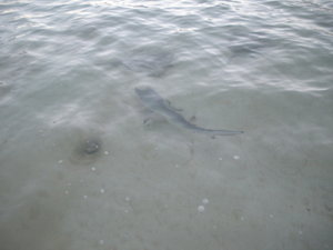 A shark in the water