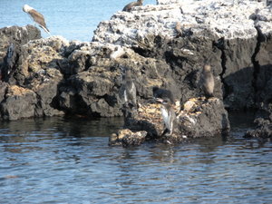Galapagos penguins at Isabela