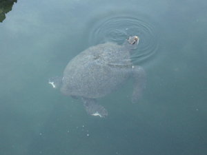 Turtle in the shark alley at Isabela island