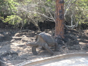Lonesome George-the galapagos cover boy!