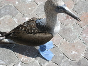 Booby hanging out in the harbour in Puerto Ayora