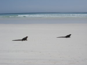 Iguanas stroll the beautiful white sand beach near puerto ayora