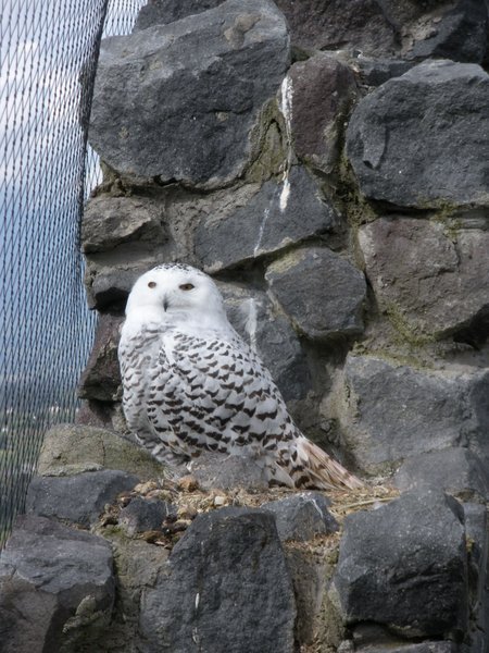 A fluffy snowy owl