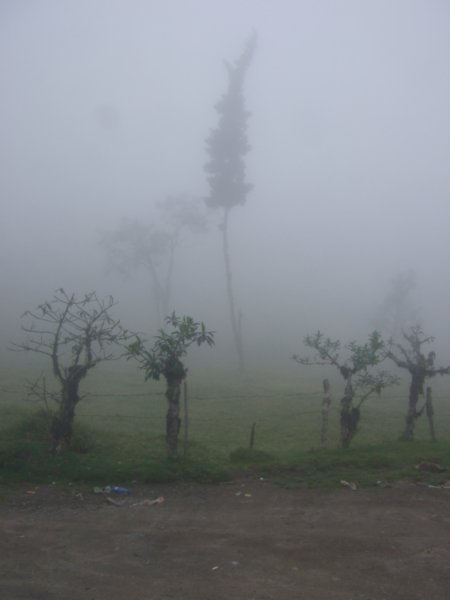 t ain´t a called a cloud forest for nothing!!!