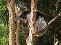 Very cute Koala