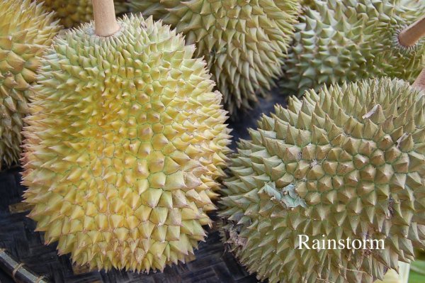 Durian