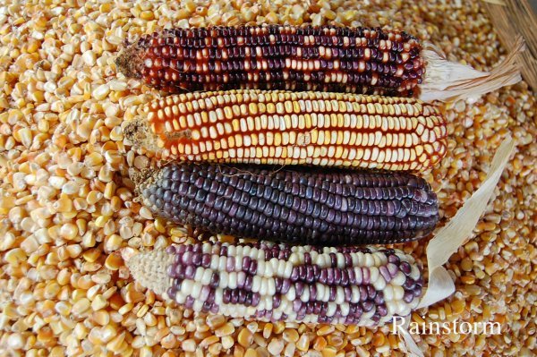 Various types of maize