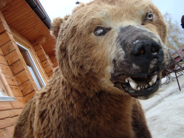 Old russian Bear