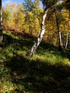 Birch forest around lake Baikal