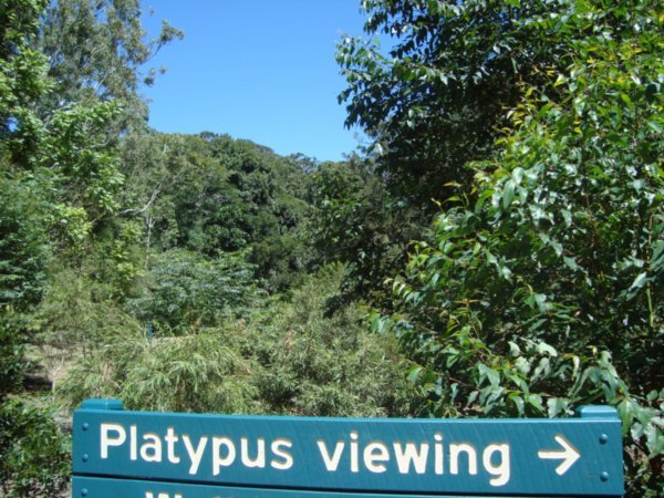 Platypus sign!