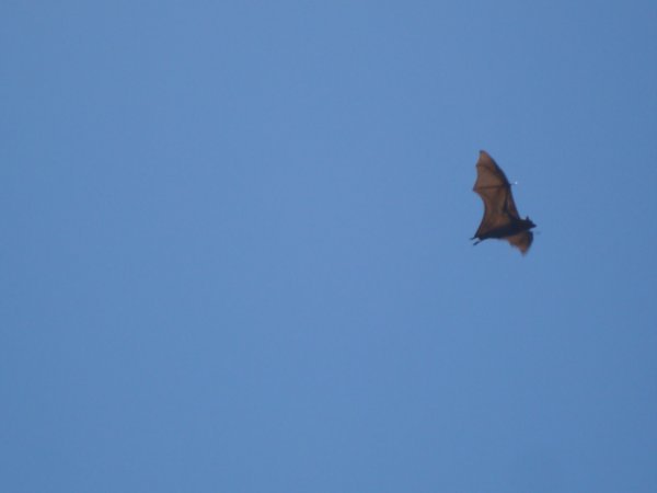 Sydney bat