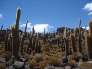 Cacti lsland