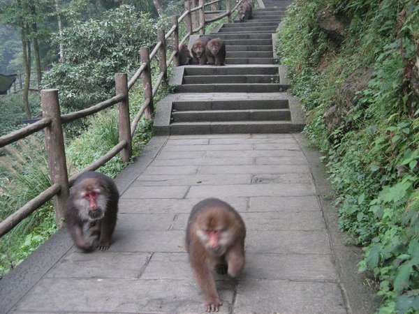 Wild monkeys on the path