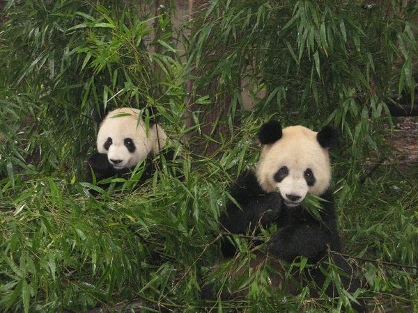 Cute group of Pandas