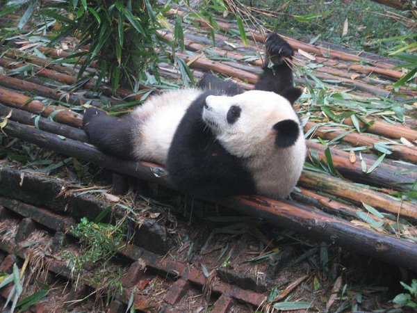 Relaxed Panda