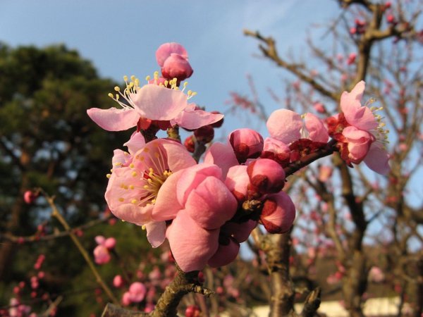 Rose plum blossom