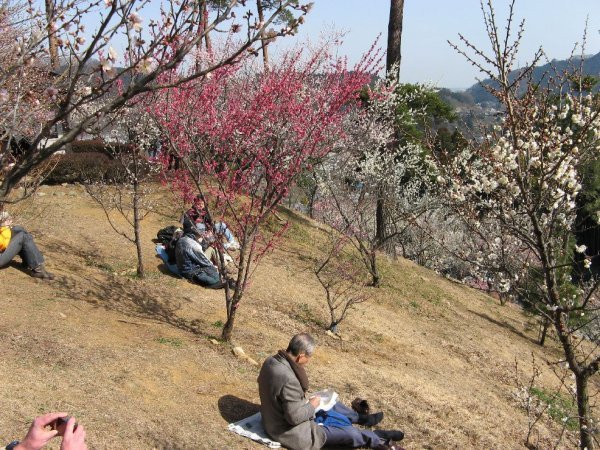 People sitting under the plum trees