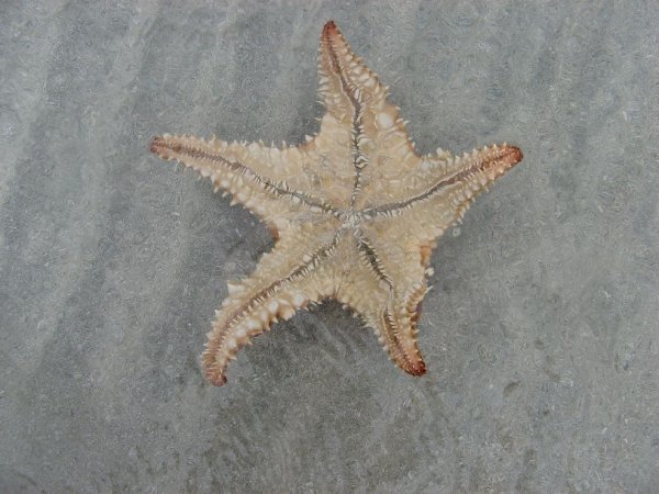 Experiment with a upside down star fish, it bends to be flipped back by the the waves to the right position