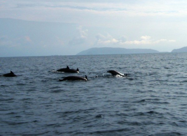 dolphins watching