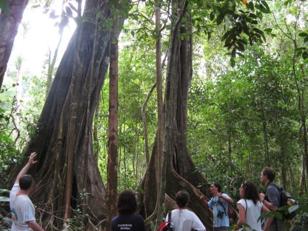 Huge trees in Corcovado National Park