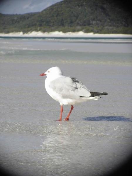 A resident of Whitsunday Beach