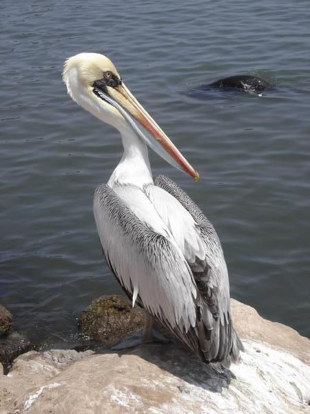 A local pelican 