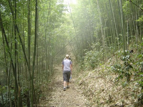 Trekking through the bamboo forest.