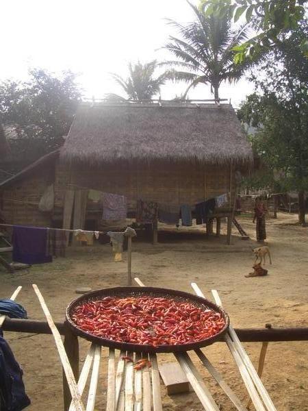 Drying chillies in the khu village