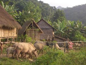 Kids moving the buffalos in the Lau Lum village