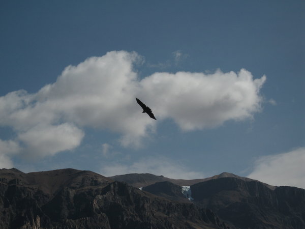 The Flight of the Condors