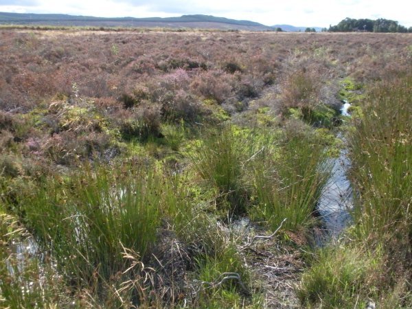 Boggy Culloden Field