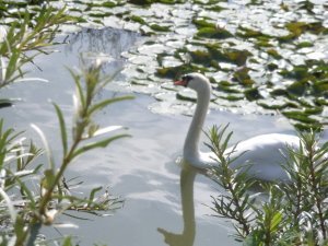 Swan in Grand Lake