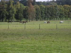 Horses to Pasture