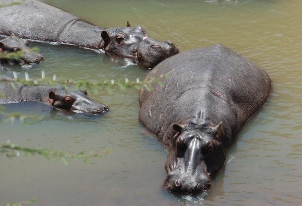 Hippos Chilling