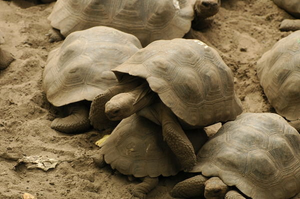 Baby tortoises