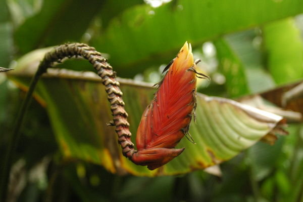 Exotic plants of the Amazon