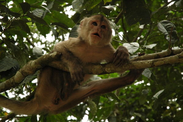 Monkey at Mishualli