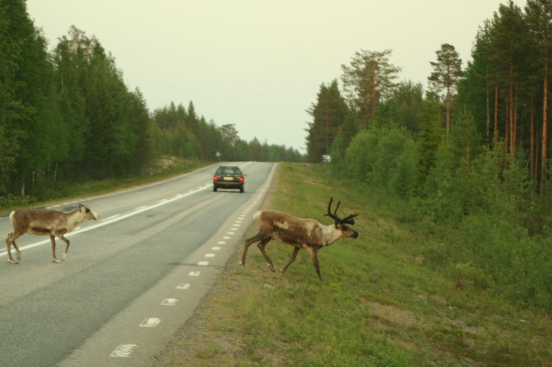 reindeer