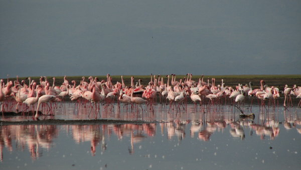 more flamingos