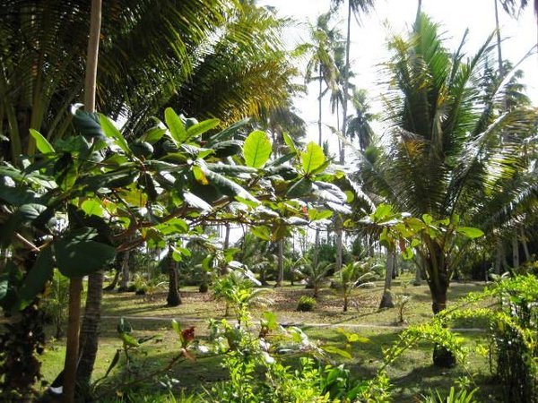 Coconut plantation continues