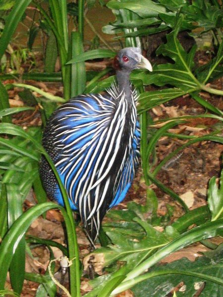 Hiding blue beauty bird in Jungle Jewels
