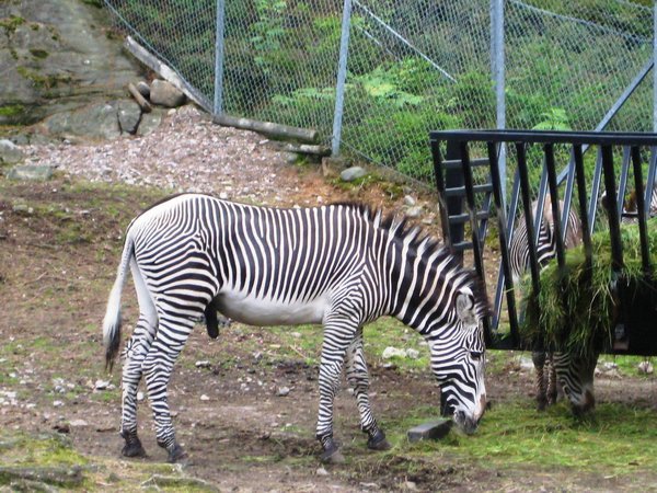Zebras are always so beautiful