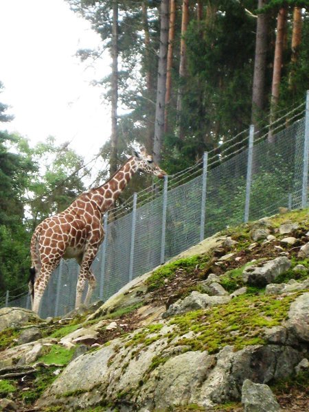 Typical animal at the Sweden's forests